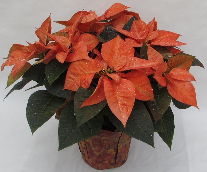 red orange poinsettia on a pot