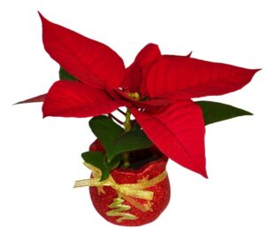 red poinsettia on a Christmas-themed pot