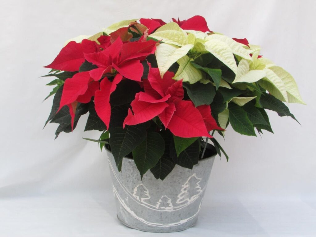 red and cream poinsettia on a Christmas-themed pot