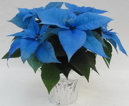 blue poinsettia on a glass vase