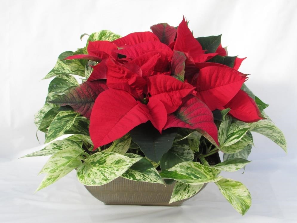 red poinsettia on a pot with variegated leaves