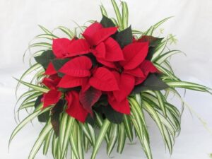 poinsettia on a pot with spider plant