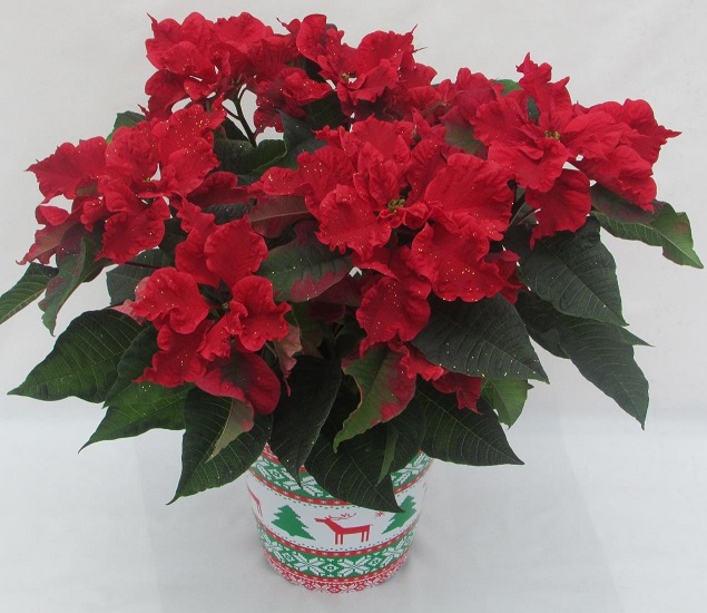 Christmas-themed pot with red flowers