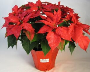 red poinsettia on a pot