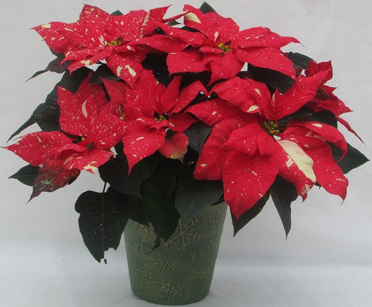 red poinsettia with white speckles