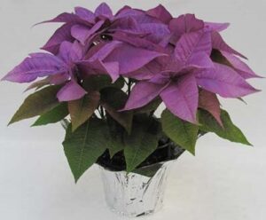 violet poinsettia on a glass vase