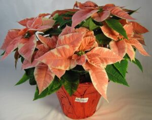 marble star poinsettia on a pot