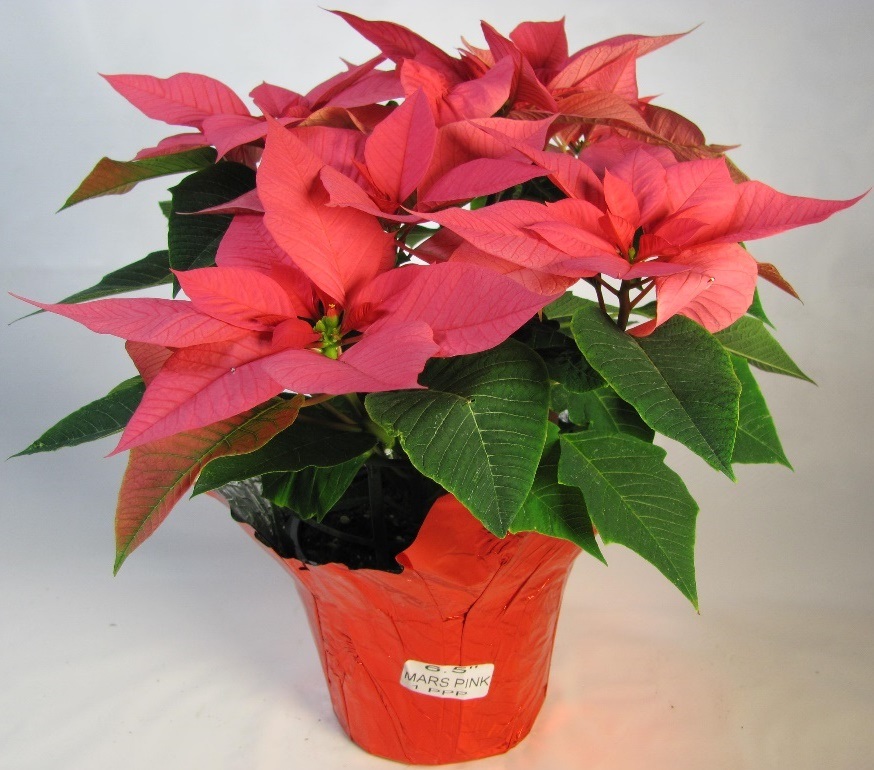 pot of pink poinsettia