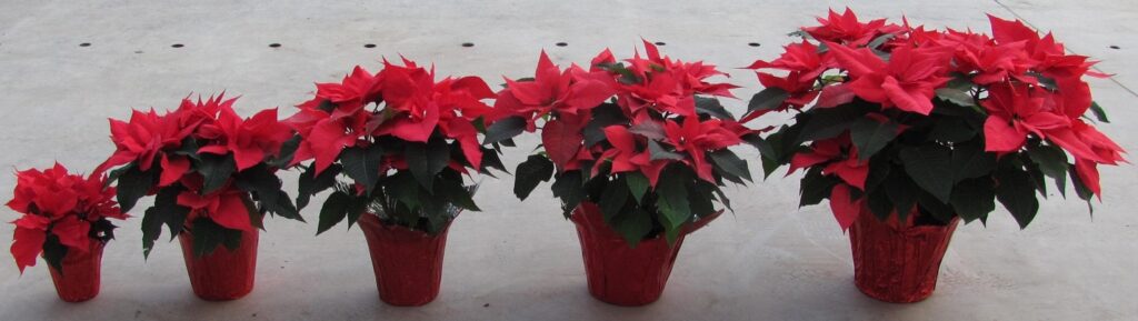 row of potted poinsettia