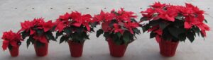 row of potted poinsettia