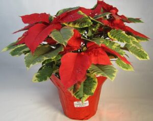 red poinsettia with variegated leaves