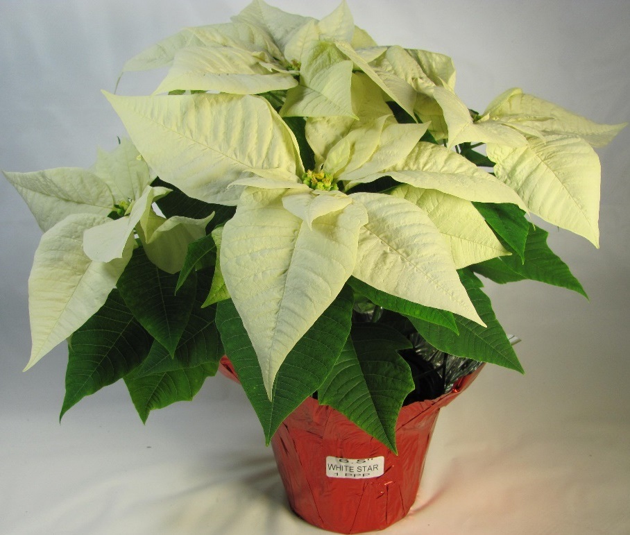 cream colored poinsettia in a pot