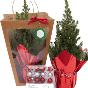 a Christmas gift with small tree and chocolates