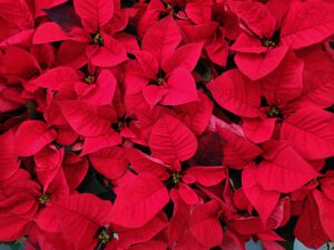 Poinsettias