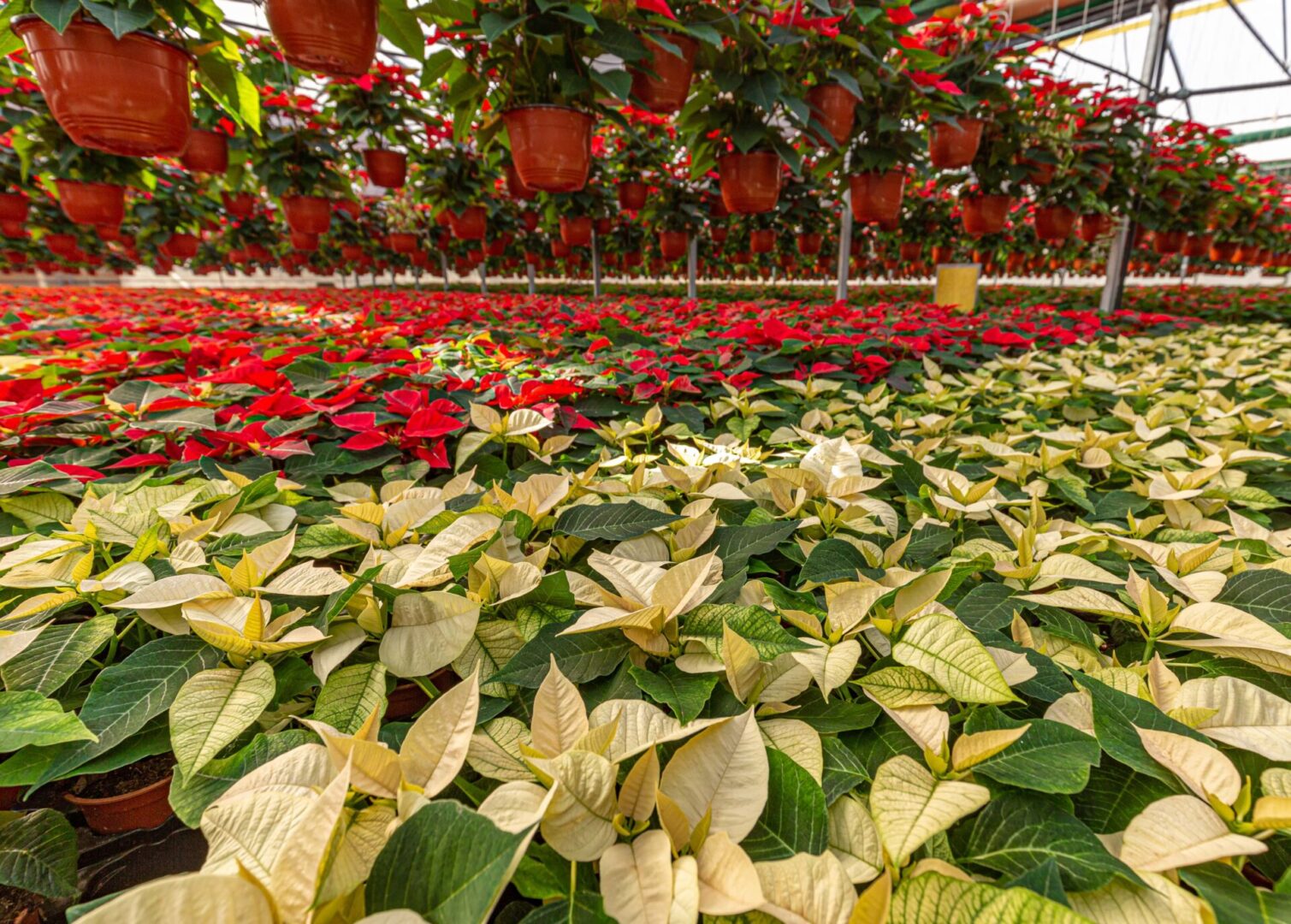 white-and-red-poinsettia-2021-08-29-21-02-11-u-min