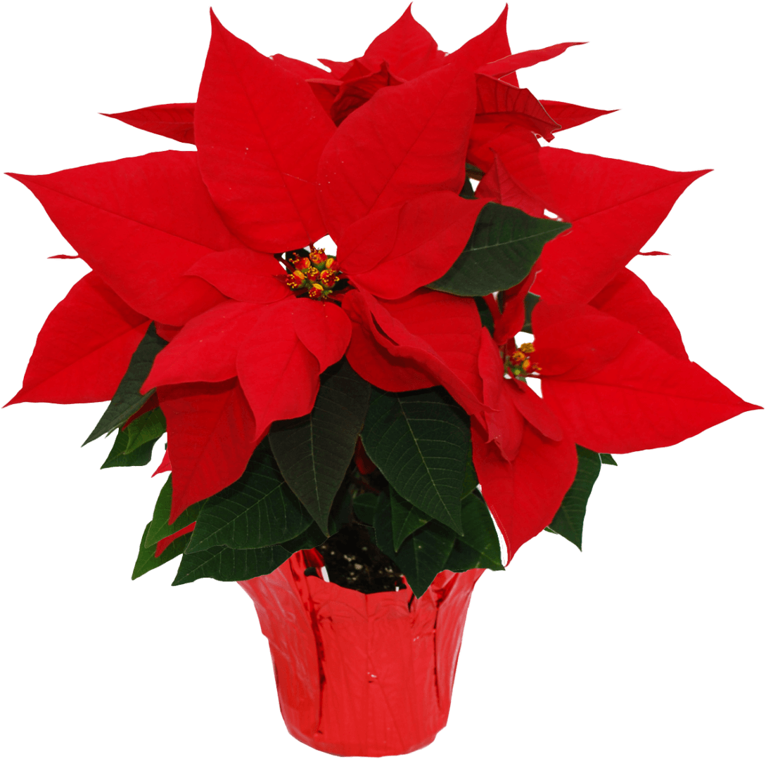 Poinsettia01