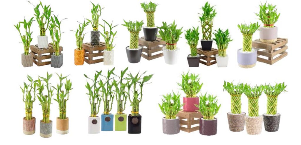 Multiple potted lucky bamboo plant arrangements