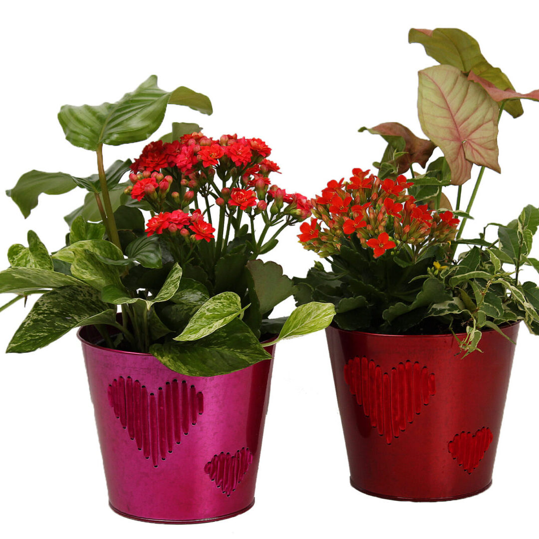 6in Kalanchoe Garden Party-Heart Tins