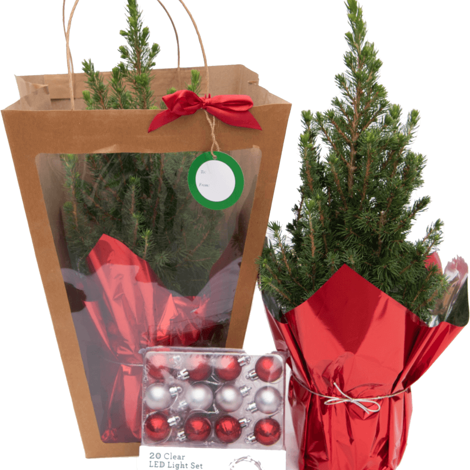 a Christmas gift with small tree and chocolates