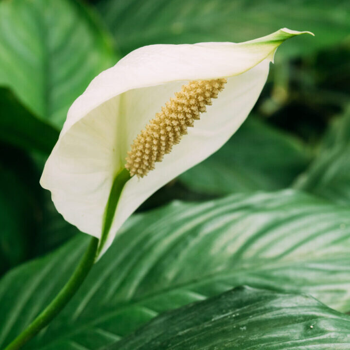 Green Leaves Of Plant Flower Spathiphyllum. It Is A Genus Of About 40 Species Of Monocotyledonous Flowering Plants In Family Araceae, Native To Tropical Regions Of The Americas And Southeastern Asia