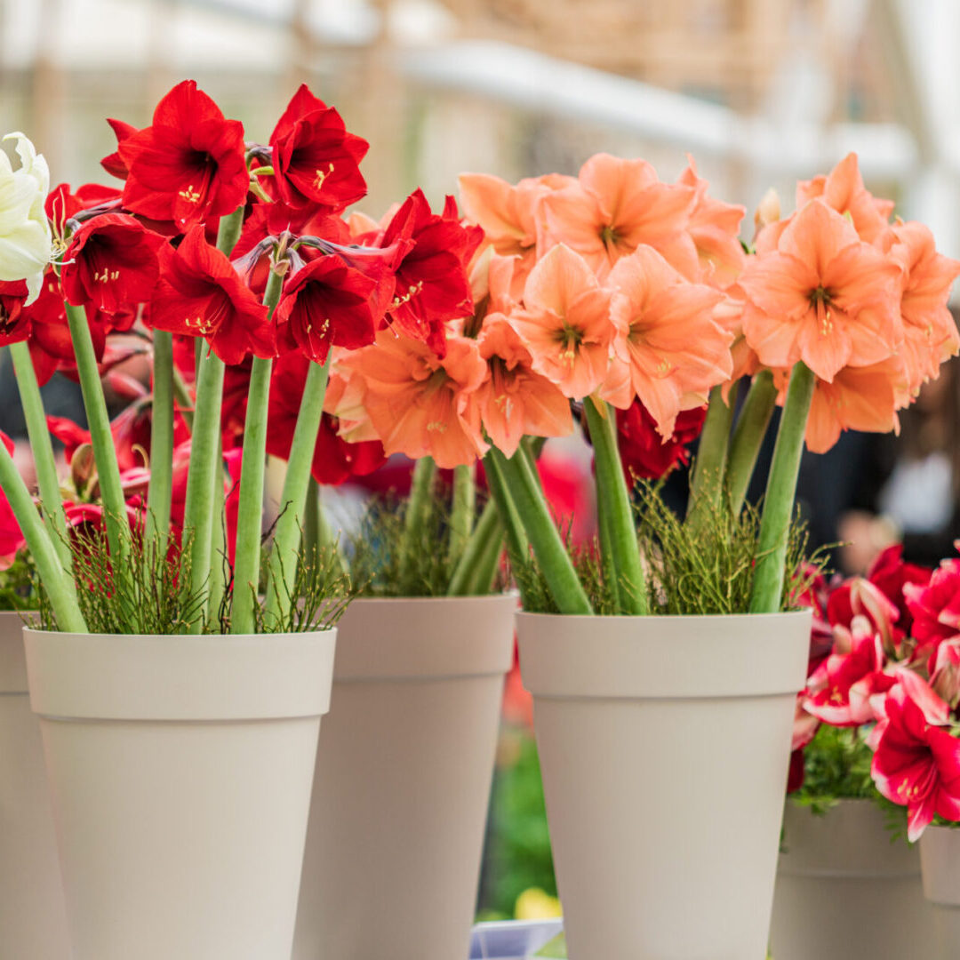 red and white amaryllis flower blooming