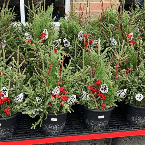 Evergreen porch planters BRGN 2-6-2019