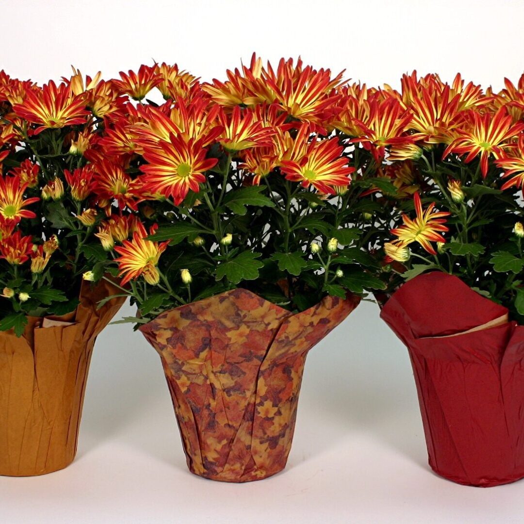 Fall Mums-2cd3b94