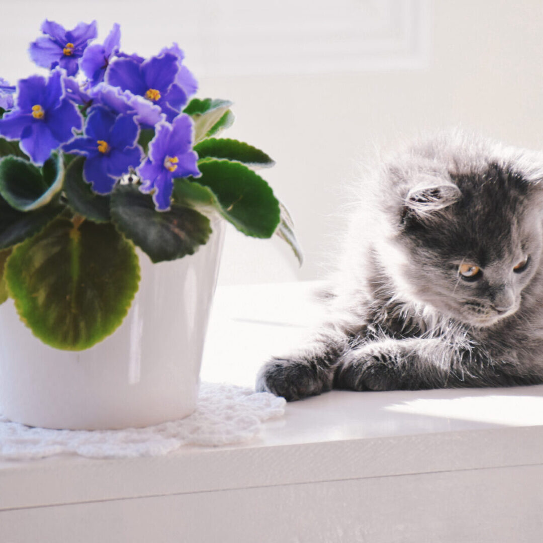 african violet and cat