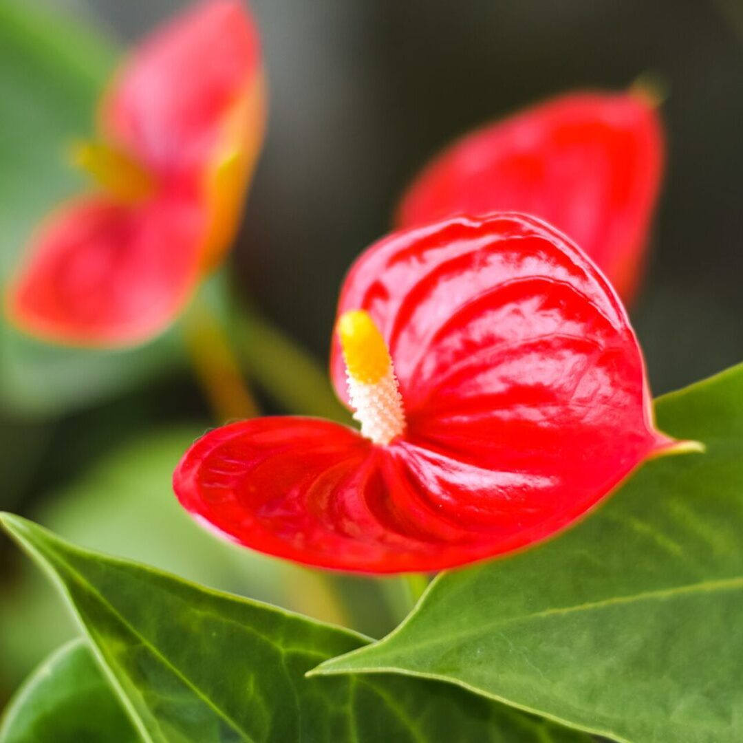 Anthurium andreanum - Anthurium is an evergreen plant of the Aroid family. Indoor, slightly toxic plant. Horizontal photo.