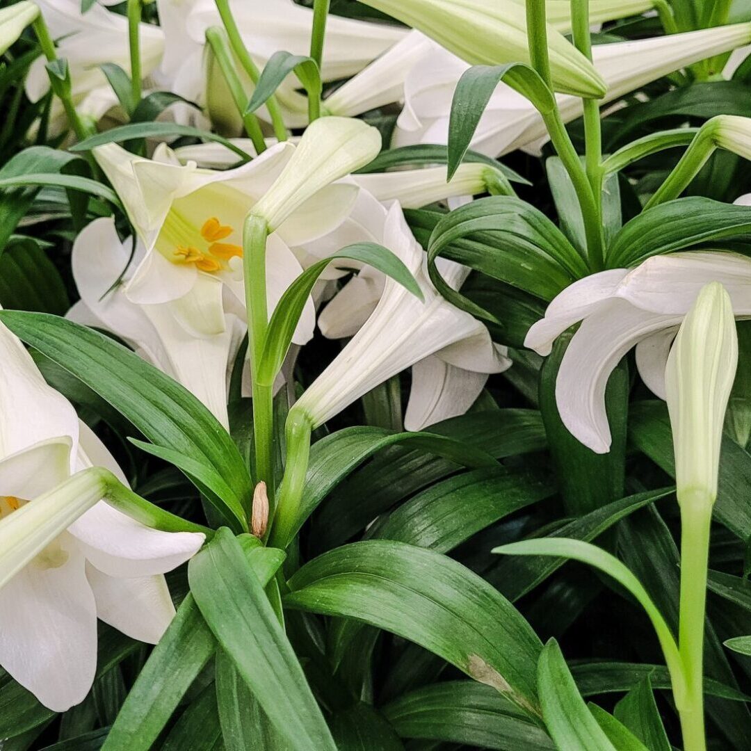 beautiful-easter-lilies-grown-from-bulbs-ready