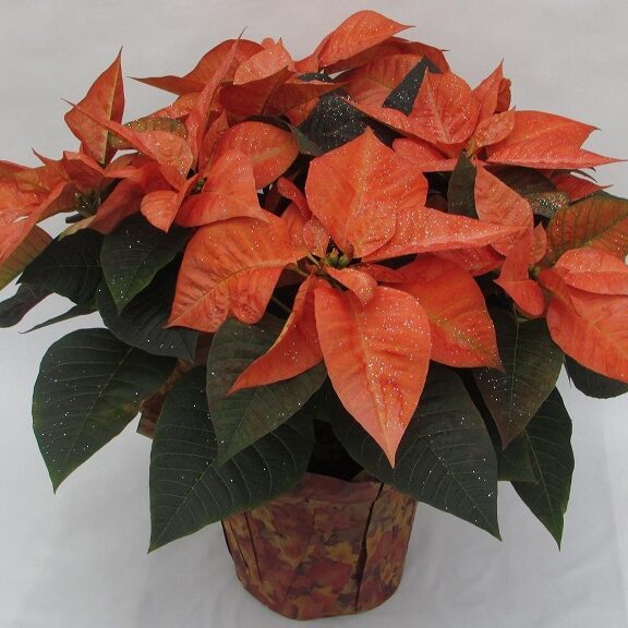 red orange poinsettia on a pot