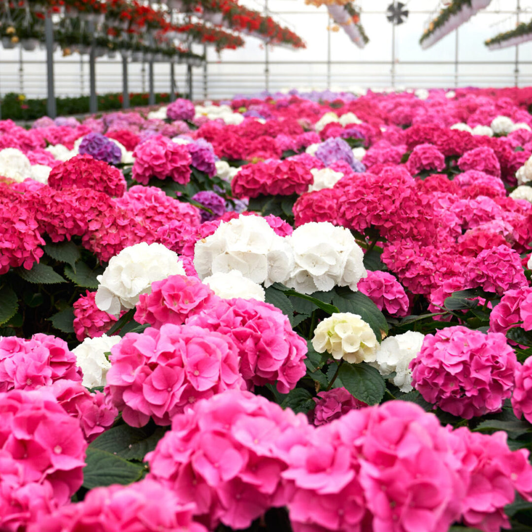 Close up of beautiful pink, white and violet hydrangeas in large glass modern greenhouse. Concept of preparation for sale trendy incredible flowers in hothouse.