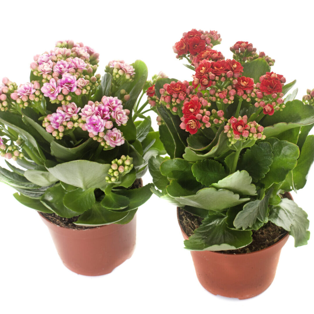 two Kalanchoe in front of white background