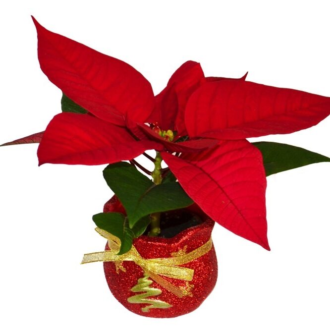 red poinsettia on a Christmas-themed pot