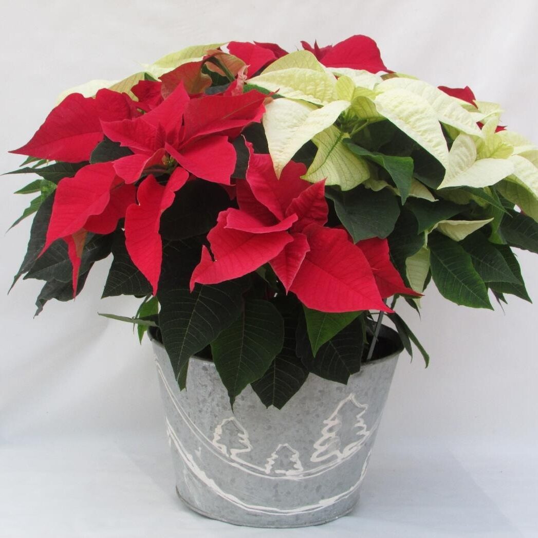 red and cream poinsettia on a Christmas-themed pot