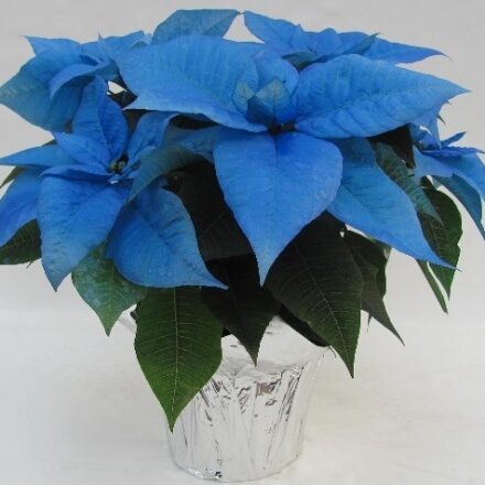 blue poinsettia on a glass vase