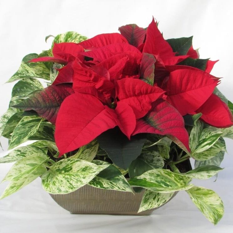 red poinsettia on a pot with variegated leaves