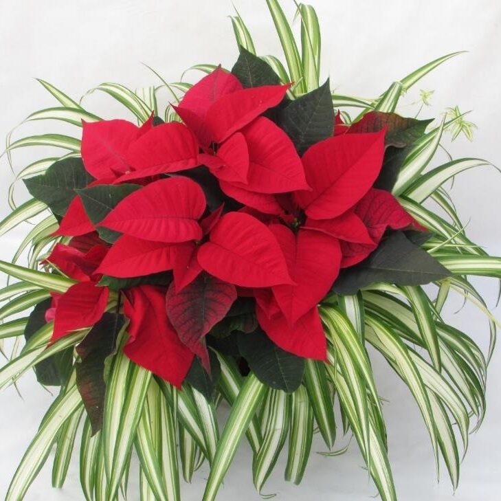 poinsettia on a pot with spider plant