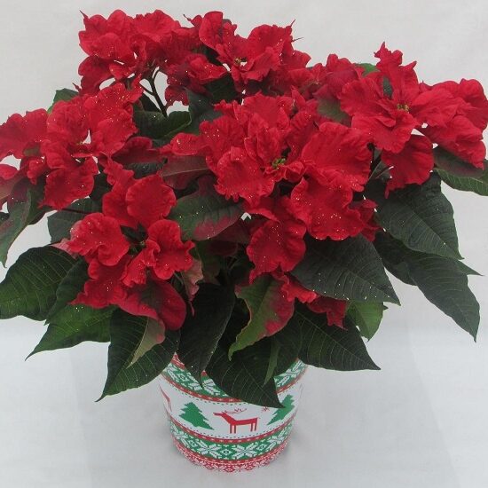 Christmas-themed pot with red flowers