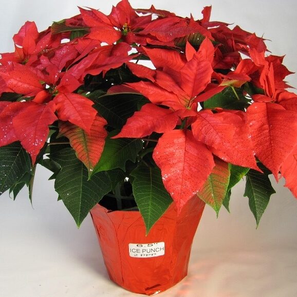 red poinsettia on a pot