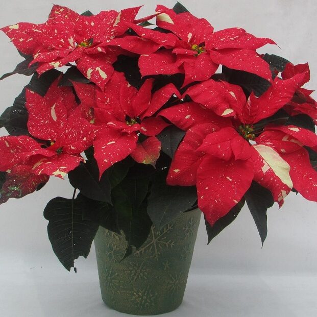 red poinsettia with white speckles