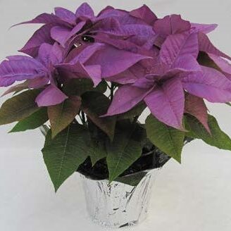 violet poinsettia on a glass vase