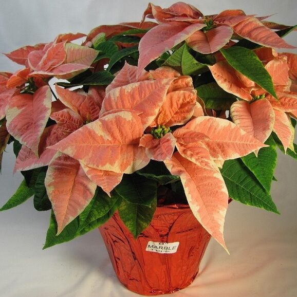 marble star poinsettia on a pot