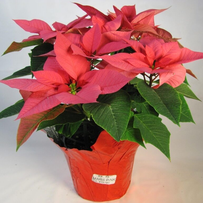 pot of pink poinsettia