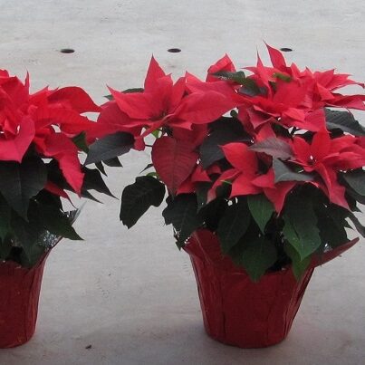 row of potted poinsettia