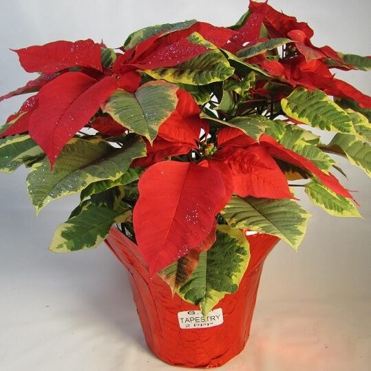 red poinsettia with variegated leaves