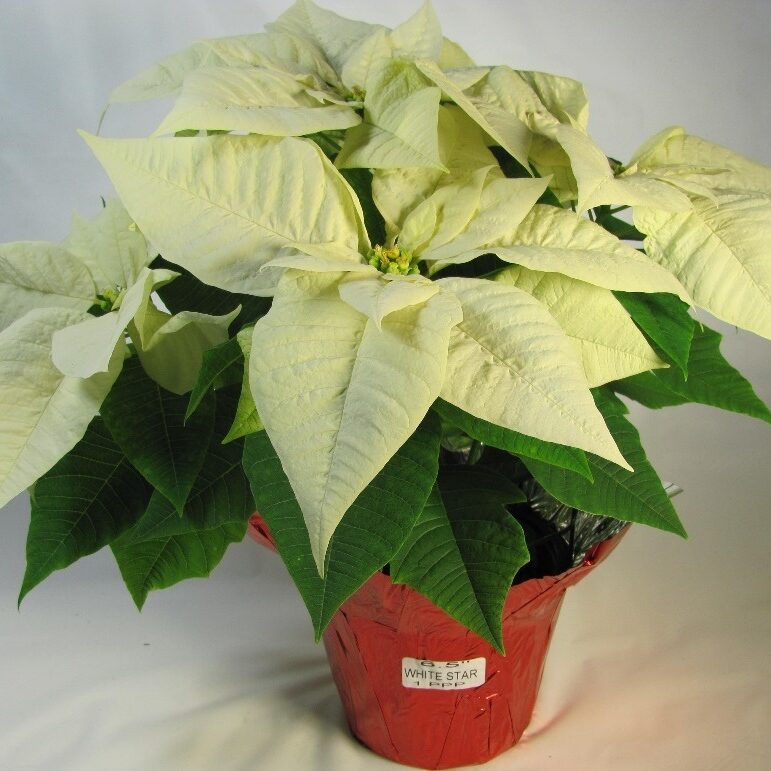 cream colored poinsettia in a pot