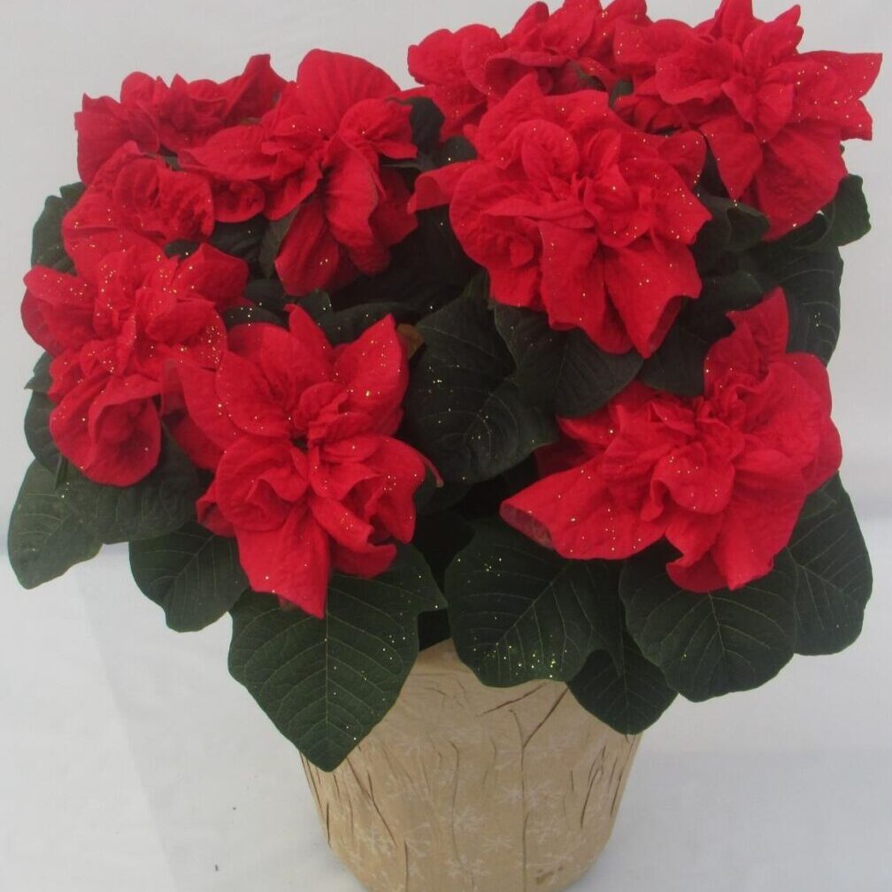 pot with red flowers